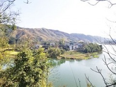 浙江茶山加盟，湖州轉(zhuǎn)運(yùn)珍茶，浙江茶山租賃，浙江眾扶農(nóng)業(yè)
