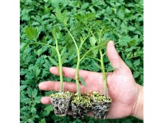 臨沂小西紅柿苗基地 去哪買小番茄苗