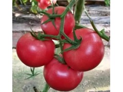 泗陽口感西紅柿苗批發，育西紅柿苗廠家