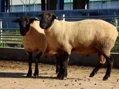 新疆畜牧技術推廣站內蒙古農業農村局梁山縣多胎肉羊養殖場