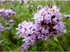 洗滌香精 （ 香皂、浴用劑、洗滌劑、毛發化妝品、芳香療效劑）